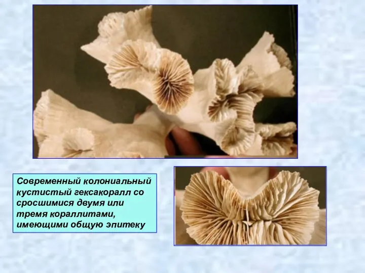 Современный колониальный кустистый гексакоралл со сросшимися двумя или тремя кораллитами, имеющими общую эпитеку
