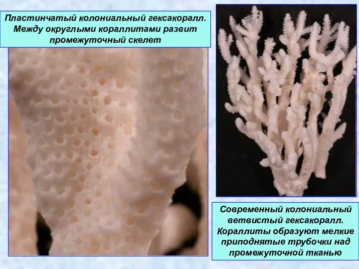 Пластинчатый колониальный гексакоралл. Между округлыми кораллитами развит промежуточный скелет Современный колониальный