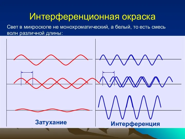 Интерференционная окраска Свет в микроскопе не монохроматический, а белый, то есть