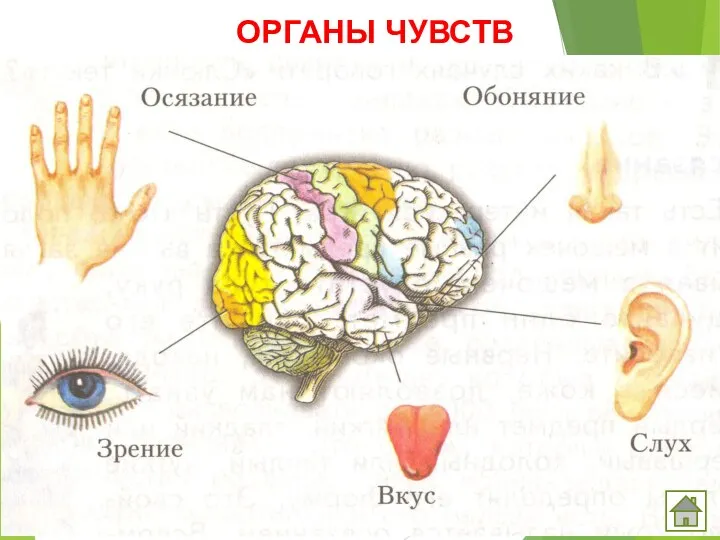 ОРГАНЫ ЧУВСТВ