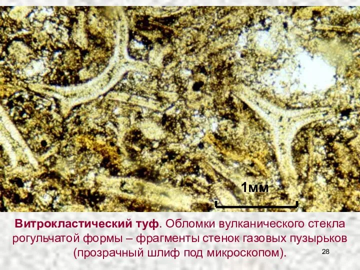 Витрокластический туф. Обломки вулканического стекла рогульчатой формы – фрагменты стенок газовых пузырьков (прозрачный шлиф под микроскопом).