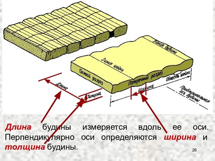 Длина будины измеряется вдоль ее оси. Перпендикулярно оси определяются ширина и толщина будины.