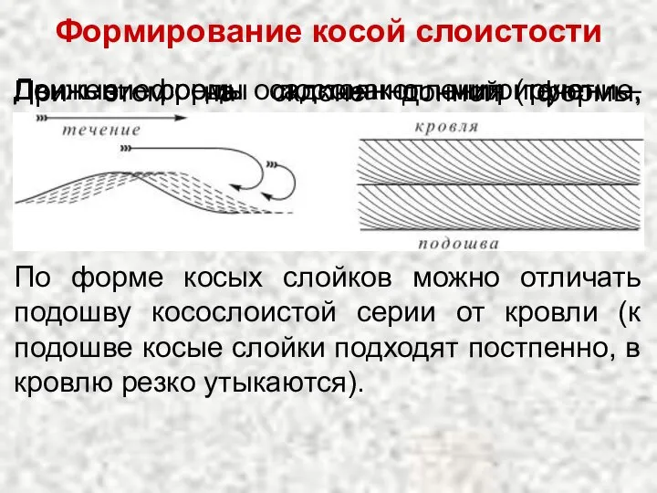 Движение среды осадконакопления (течение, волны, ветер) образует на поверхности осадка донные