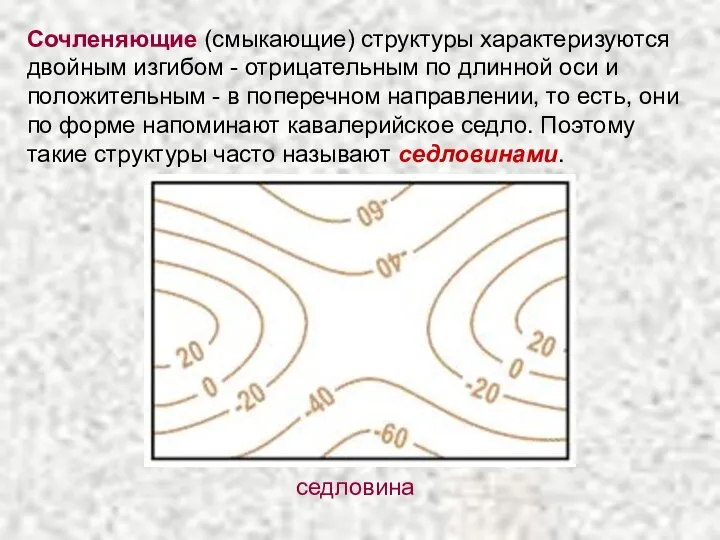 Сочленяющие (смыкающие) структуры характеризуются двойным изгибом - отрицательным по длинной оси