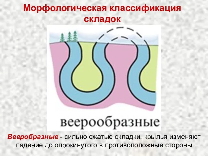 Морфологическая классификация складок Вееробразные - сильно сжатые складки, крылья изменяют падение до опрокинутого в противоположные стороны