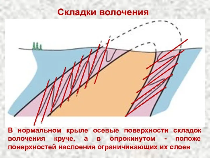 Складки волочения В нормальном крыле осевые поверхности складок волочения круче, а