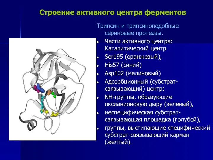 Строение активного центра ферментов Трипсин и трипсиноподобные сериновые протеазы. Части активного