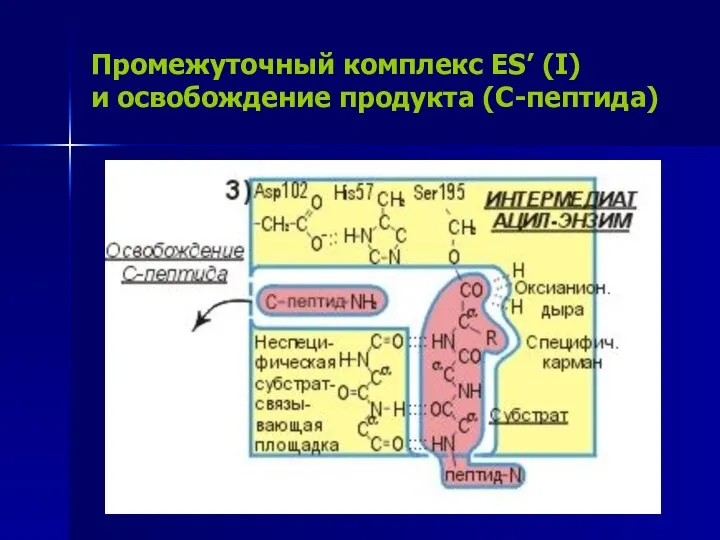 Промежуточный комплекс ES’ (I) и освобождение продукта (C-пептида)