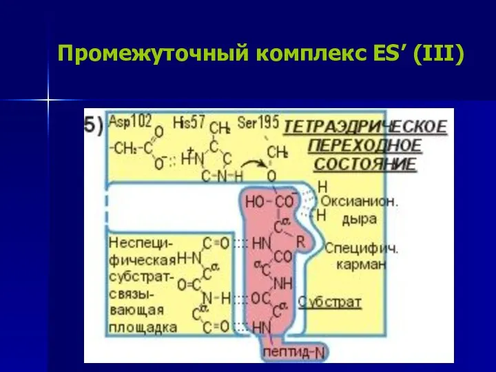 Промежуточный комплекс ES’ (III)