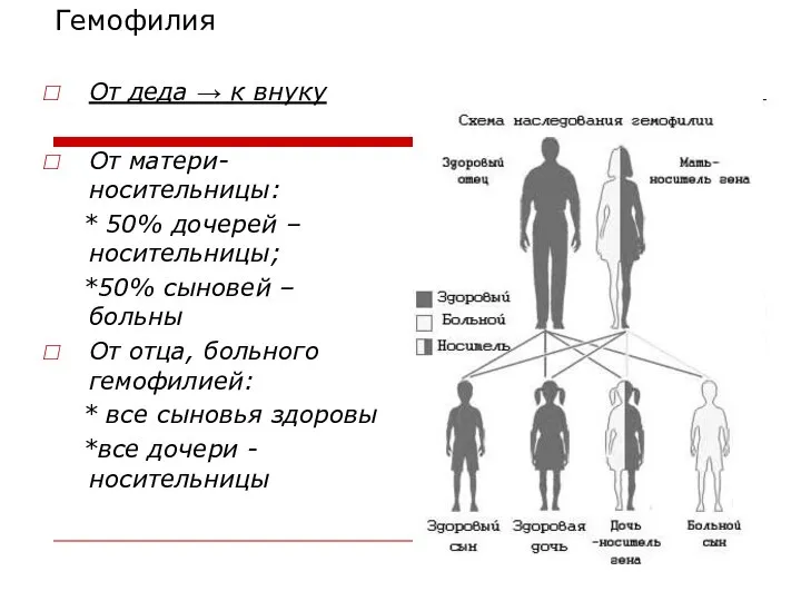 Гемофилия От деда → к внуку От матери-носительницы: * 50% дочерей