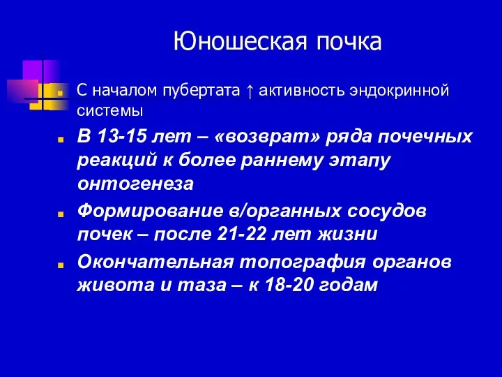 Юношеская почка С началом пубертата ↑ активность эндокринной системы В 13-15