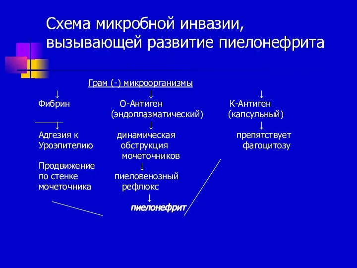 Схема микробной инвазии, вызывающей развитие пиелонефрита Грам (-) микроорганизмы ↓ ↓