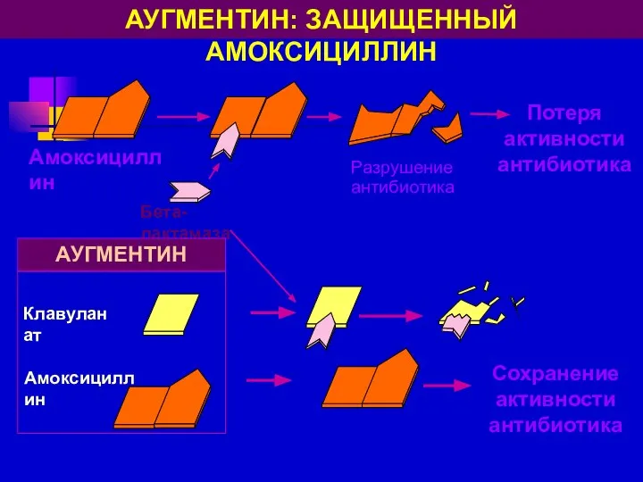 Клавуланат Амоксициллин Бета-лактамаза АУГМЕНТИН: ЗАЩИЩЕННЫЙ АМОКСИЦИЛЛИН Амоксициллин Сохранение активности антибиотика АУГМЕНТИН Потеря активности антибиотика Разрушение антибиотика