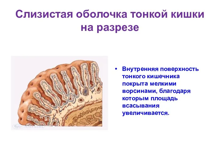 Слизистая оболочка тонкой кишки на разрезе Внутренняя поверхность тонкого кишечника покрыта