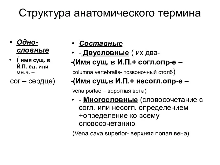 Структура анатомического термина Одно-словные ( имя сущ. в И.П. ед. или