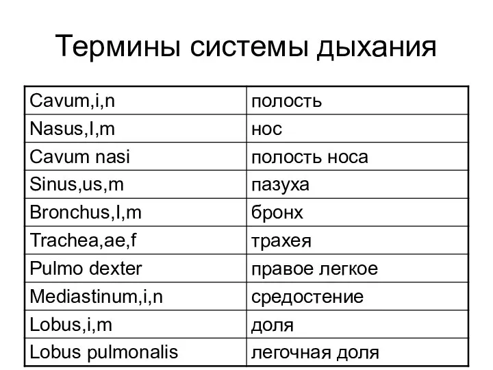 Термины системы дыхания