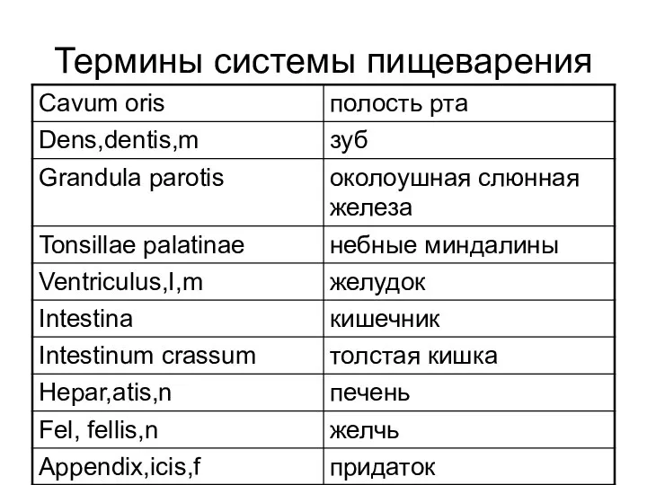 Термины системы пищеварения