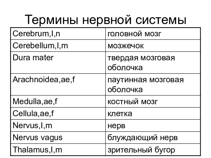 Термины нервной системы