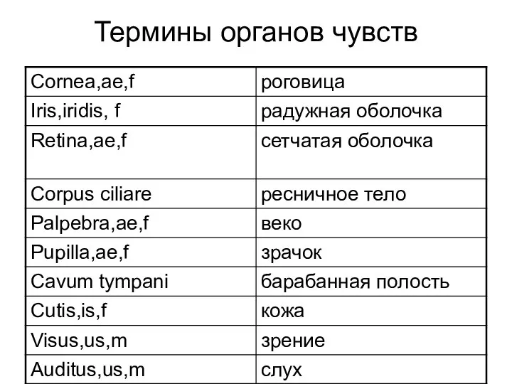 Термины органов чувств