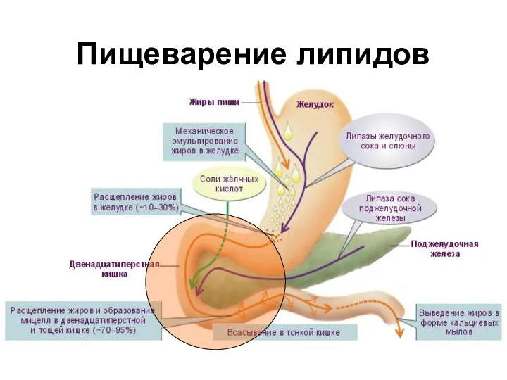 Пищеварение липидов