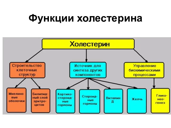 Функции холестерина