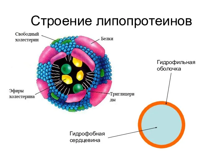 Строение липопротеинов Гидрофобная сердцевина Гидрофильная оболочка