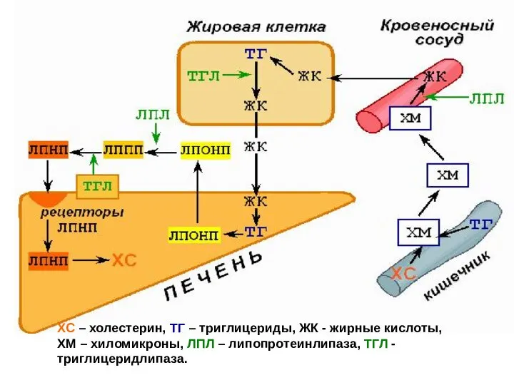 ХС – холестерин, ТГ – триглицериды, ЖК - жирные кислоты, ХМ