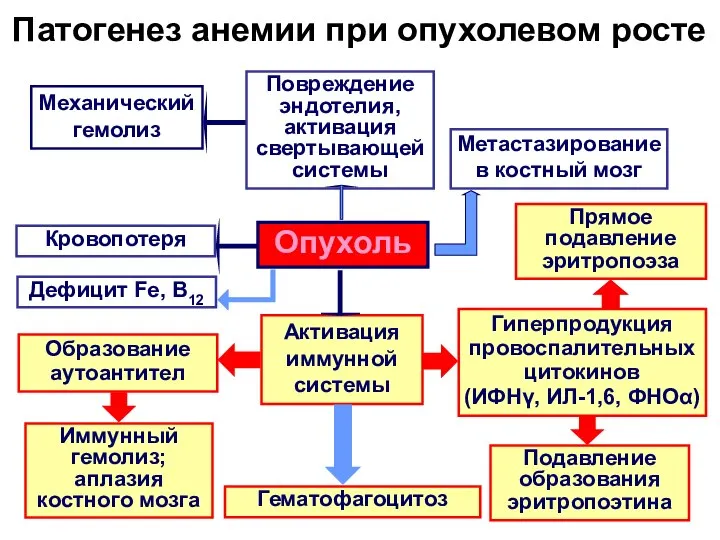 Патогенез анемии при опухолевом росте