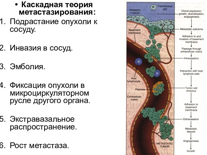 Каскадная теория метастазирования: Подрастание опухоли к сосуду. Инвазия в сосуд. Эмболия.