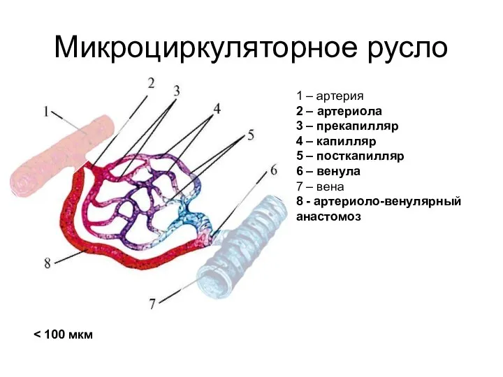 Микроциркуляторное русло 1 – артерия 2 – артериола 3 – прекапилляр