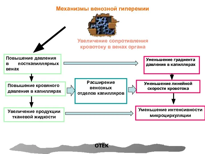 Механизмы венозной гиперемии Повышение давления в посткапиллярных венах Уменьшение градиента давления