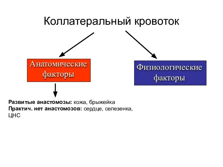 Коллатеральный кровоток Развитые анастомозы: кожа, брыжейка Практич. нет анастомозов: сердце, селезенка, ЦНС