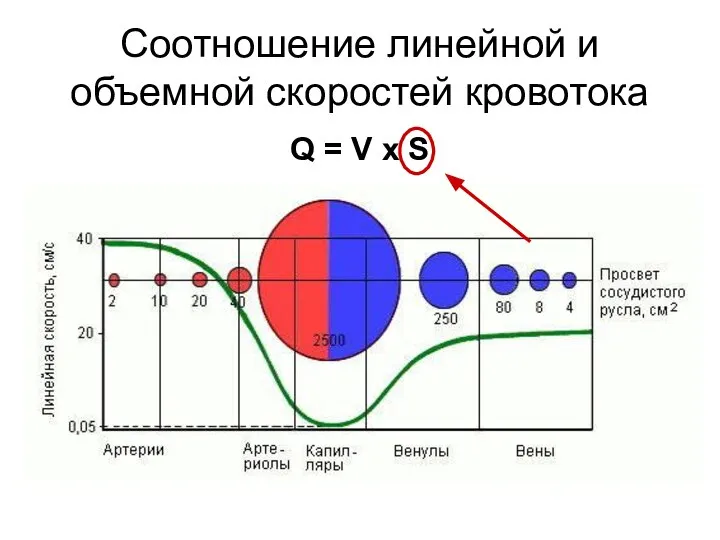 Площадь просвета сосудистого русла Соотношение линейной и объемной скоростей кровотока Q = V x S