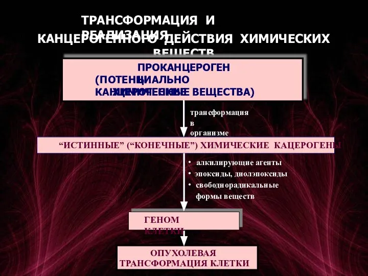 ТРАНСФОРМАЦИЯ И РЕАЛИЗАЦИЯ КАНЦЕРОГЕННОГО ДЕЙСТВИЯ ХИМИЧЕСКИХ ВЕЩЕСТВ трансформация в организме ∙