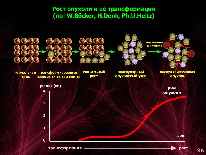 нормальная ткань трансформированная неопластическая клетка клональный рост аваскулярный опухолевый узел ангиогенез