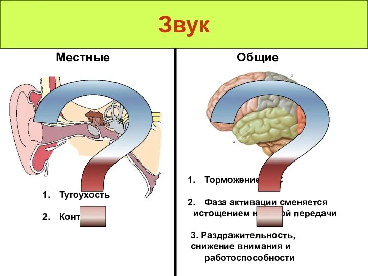 Звук Местные Общие Тугоухость Контузия ? Торможение ЦНС Фаза активации сменяется