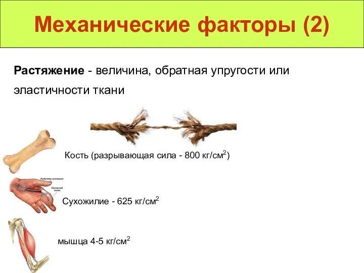 Растяжение - величина, обратная упругости или эластичности ткани Механические факторы (2)