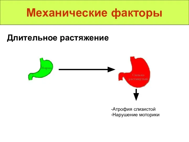 Механические факторы Длительное растяжение Атрофия слизистой Нарушение моторики