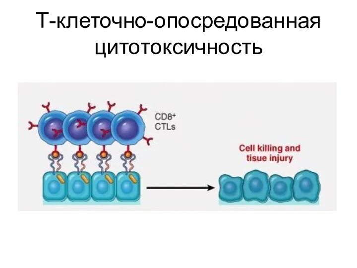 Т-клеточно-опосредованная цитотоксичность