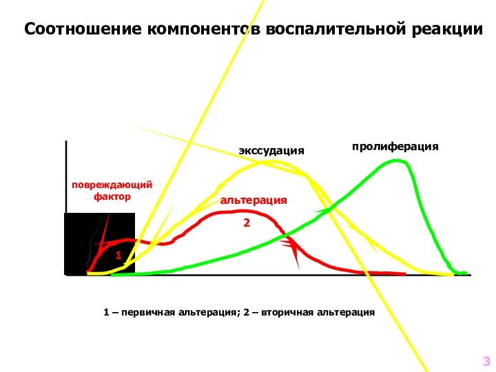 Соотношение компонентов воспалительной реакции 1 – первичная альтерация; 2 – вторичная