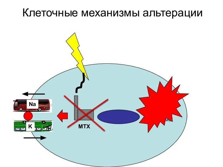 МТХ Na K лизосомы Клеточные механизмы альтерации