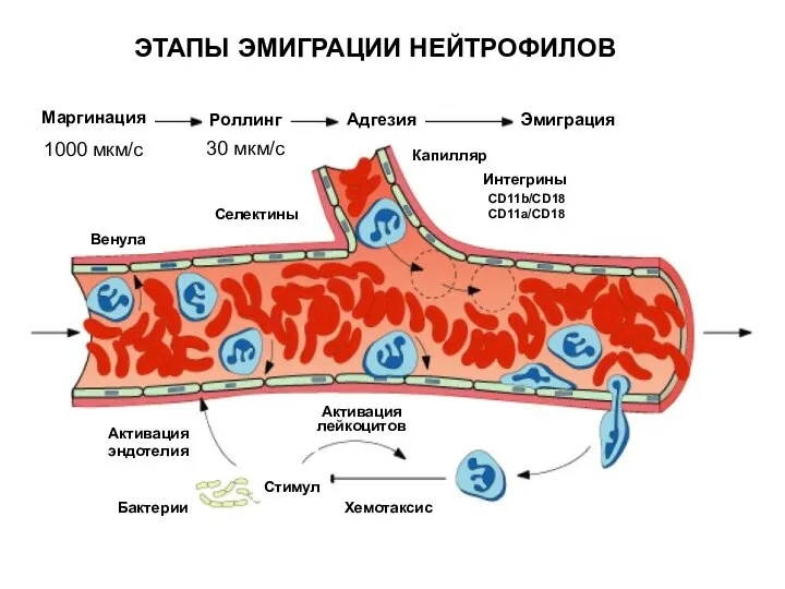 ЭТАПЫ ЭМИГРАЦИИ НЕЙТРОФИЛОВ Селектины Венула Капилляр Бактерии Активация эндотелия Активация лейкоцитов Хемотаксис Стимул CD11b/CD18 CD11a/CD18 Интегрины