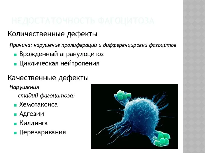 НЕДОСТАТОЧНОСТЬ ФАГОЦИТОЗА Количественные дефекты Причина: нарушение пролиферации и дифференцировки фагоцитов Врожденный