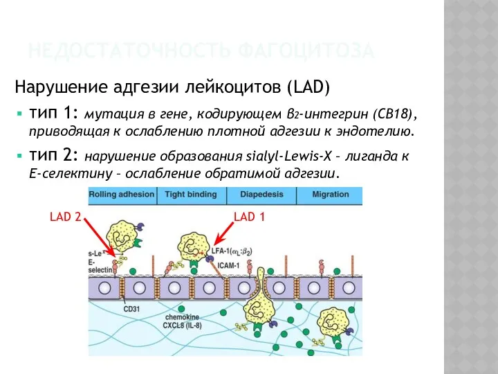 НЕДОСТАТОЧНОСТЬ ФАГОЦИТОЗА Нарушение адгезии лейкоцитов (LAD) тип 1: мутация в гене,