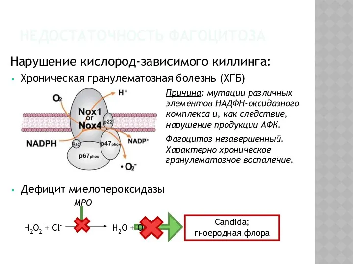 НЕДОСТАТОЧНОСТЬ ФАГОЦИТОЗА Нарушение кислород-зависимого киллинга: Хроническая гранулематозная болезнь (ХГБ) Дефицит миелопероксидазы