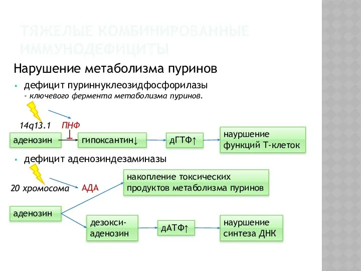 Нарушение метаболизма пуринов дефицит пуриннуклеозидфосфорилазы - ключевого фермента метаболизма пуринов. дефицит