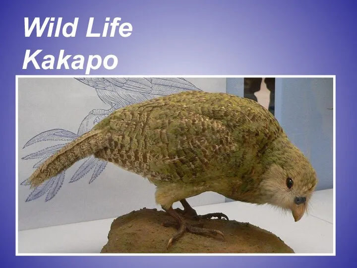 Wild Life Kakapo