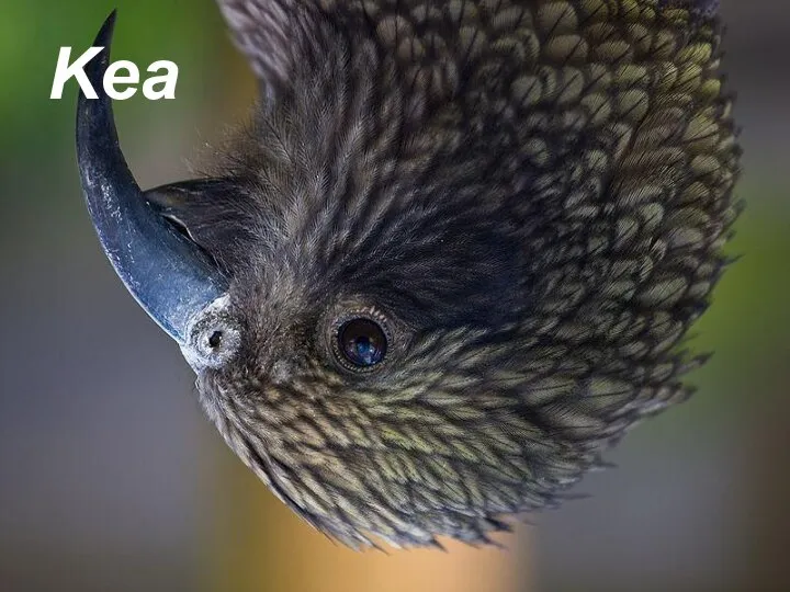 Kea