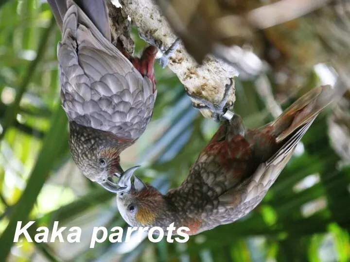 Kaka parrots