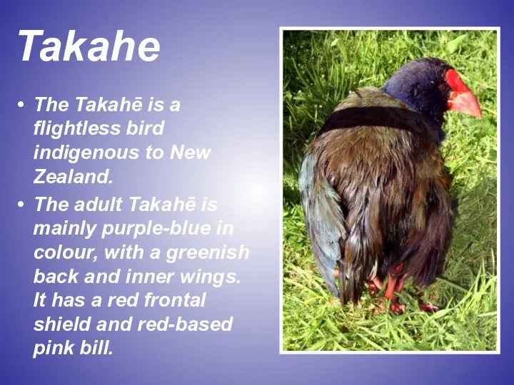 Takahe The Takahē is a flightless bird indigenous to New Zealand.